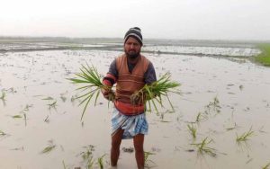 সিলেট সদর উপজেলার ছামাউরাকান্দি লাকিবাড়ি হাওরে এ ঘটনা ঘটেছে