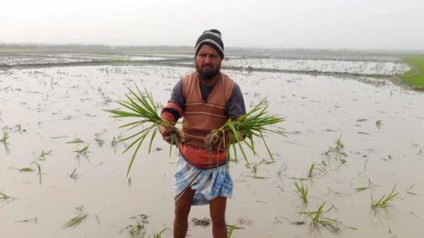 সিলেট সদর উপজেলার ছামাউরাকান্দি লাকিবাড়ি হাওরে এ ঘটনা ঘটেছে