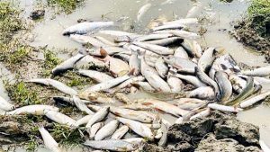 মাছ নিধনের